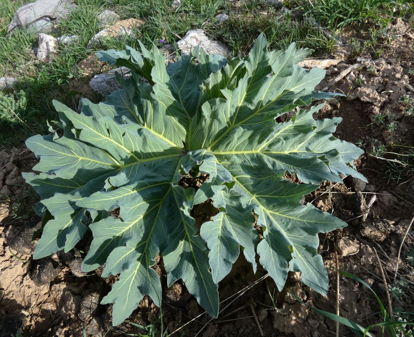 Изображение особи Megacarpaea orbiculata.