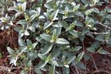 Nepeta ucranica
