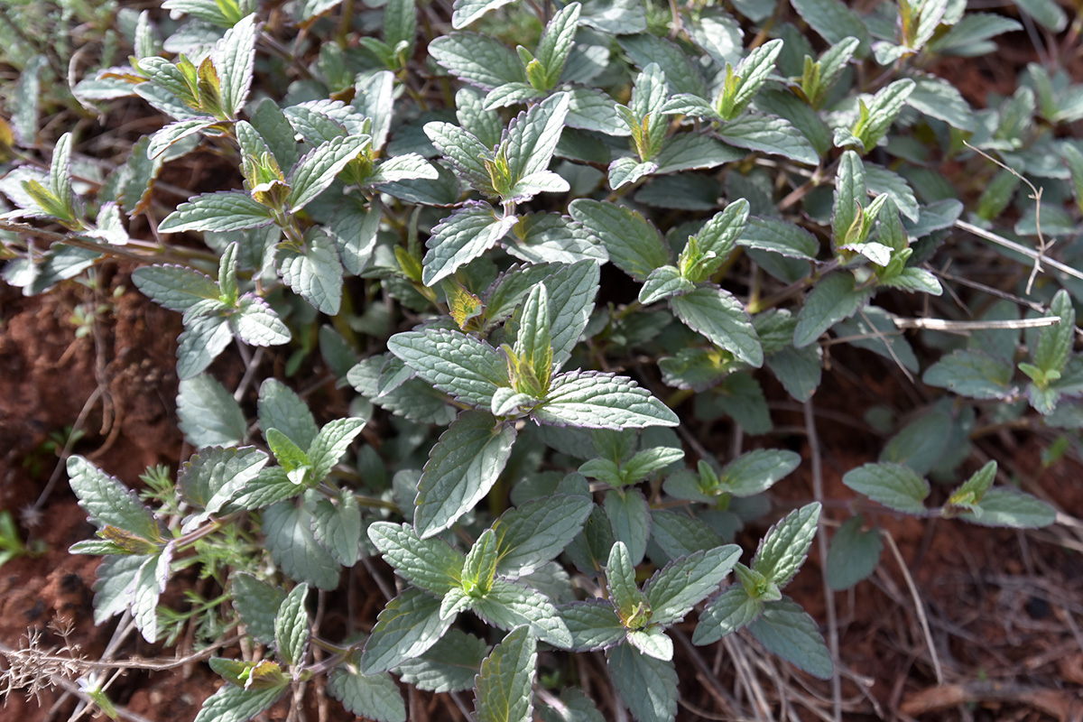 Изображение особи Nepeta ucranica.