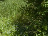 Achnatherum virescens
