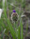 genus Centaurea