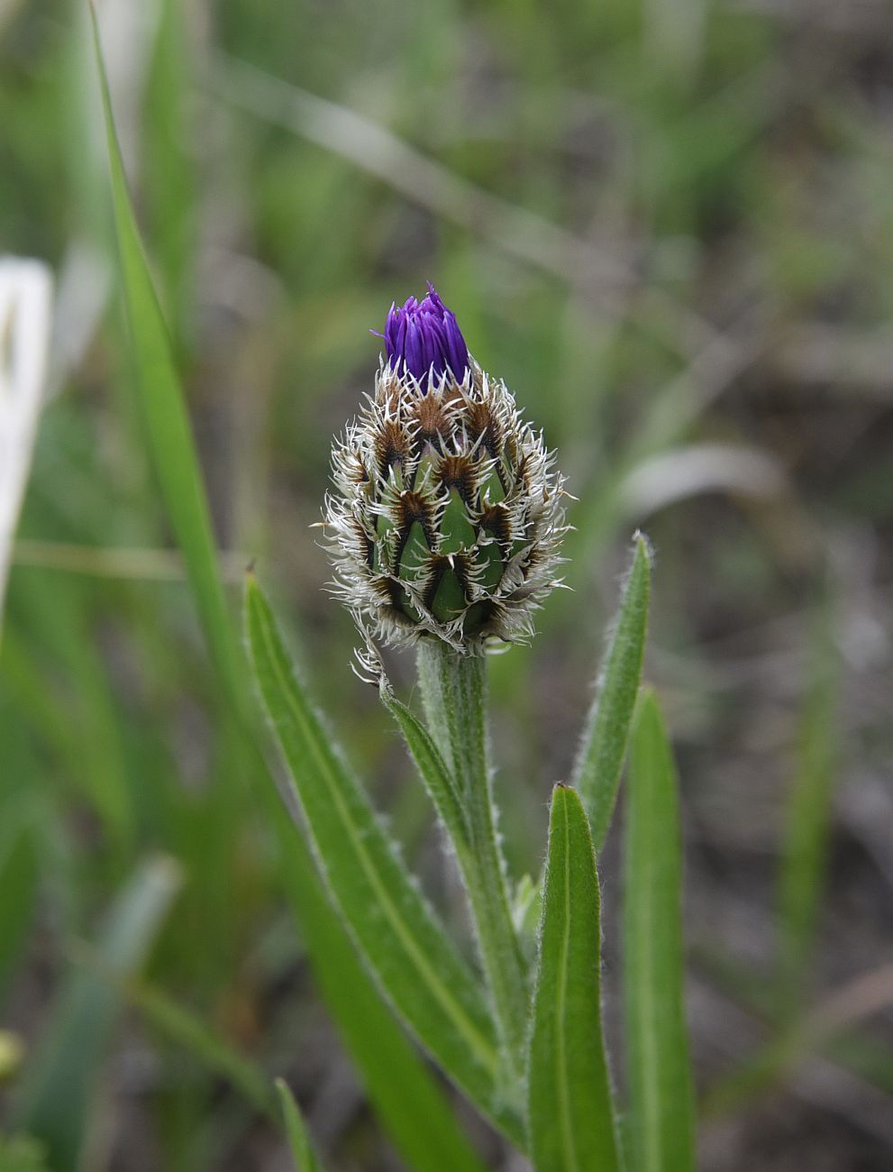 Image of Centaurea czerkessica specimen.