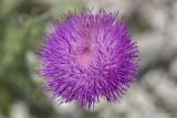 Carduus hamulosus. Соцветие. Крым, Бахчисарайский р-н, окр. с. Танковое, берег водохранилища, известняковый склон. 05.06.2025.