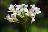 Cardamine leucantha