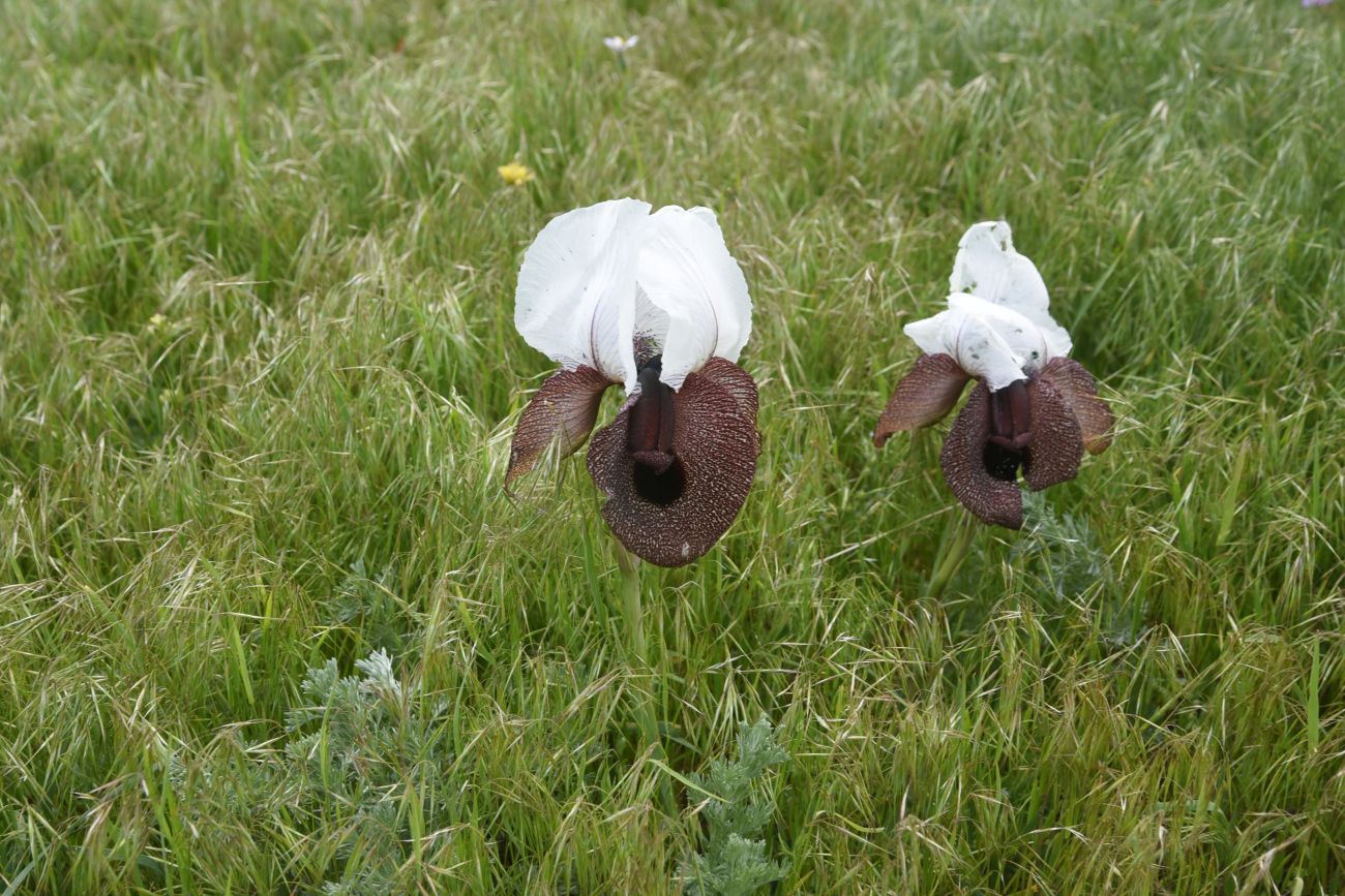 Image of Iris elegantissima specimen.