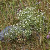 Stellaria dichotoma
