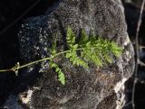 View full-size image Cystopteris fragilis