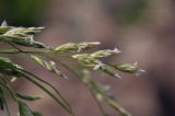 семейство Poaceae. Часть соцветия. Приморский край, Владивостокский ГО, о. Клыкова, терраса над каменистой береговой полосой. 07.07.2025.