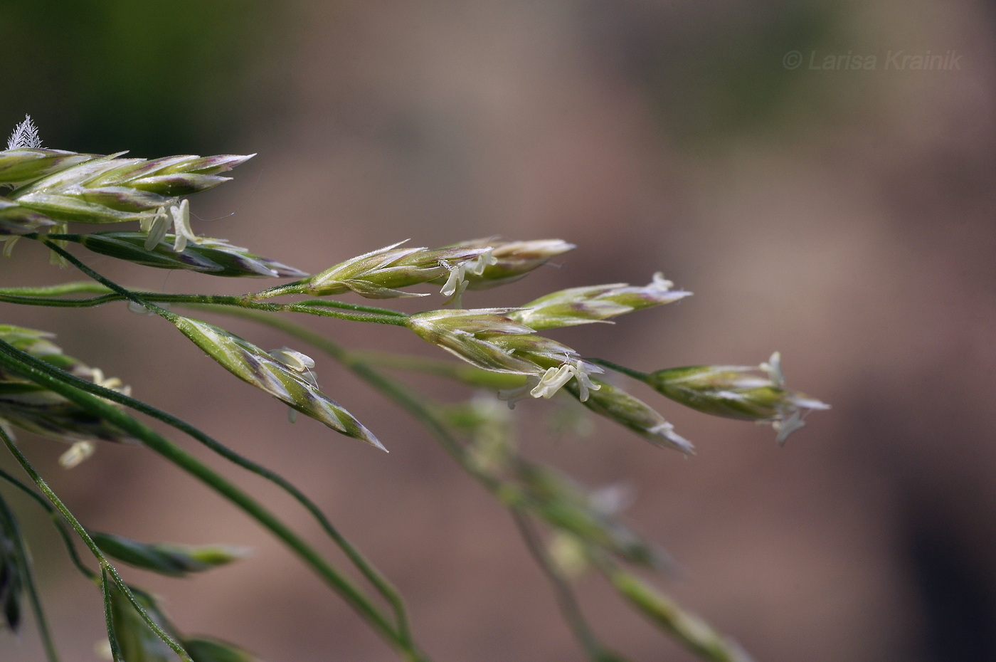Image of familia Poaceae specimen.