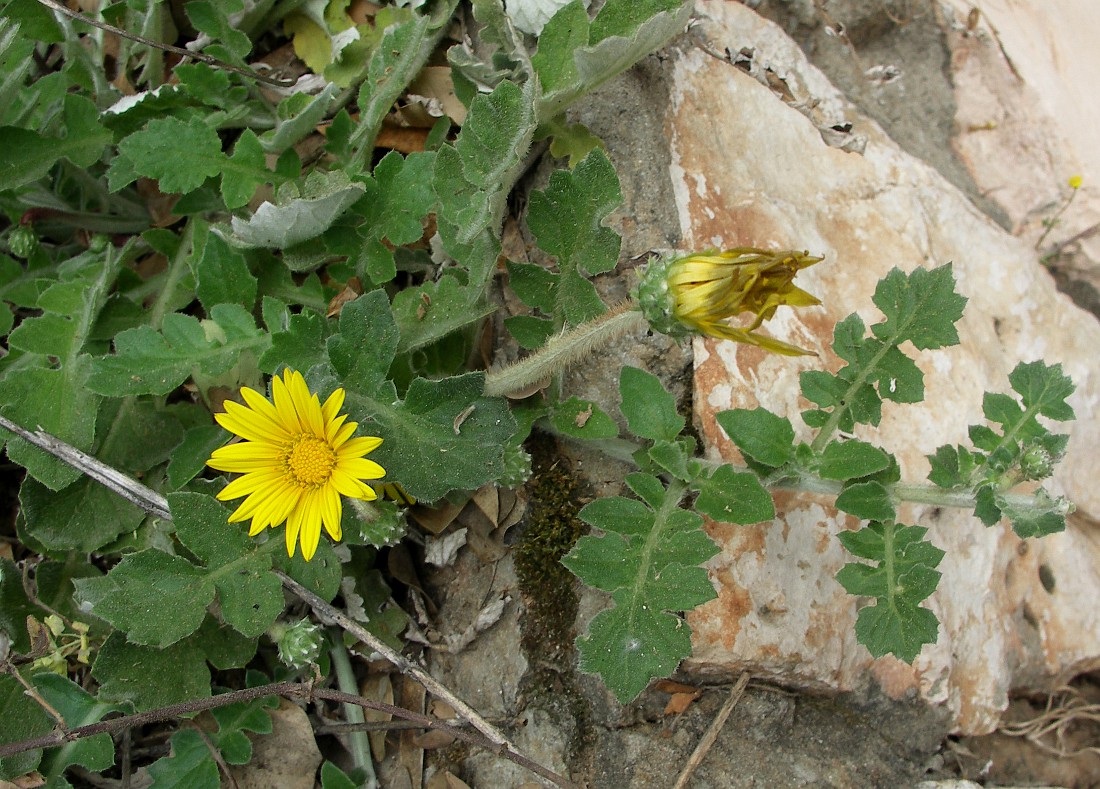 Image of Arctotheca prostrata specimen.