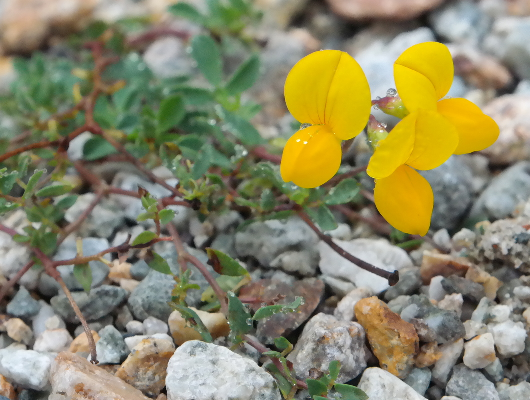 Image of genus Lotus specimen.