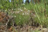 Dianthus borussicus. Цветущее растение. Витебская обл., окр. дер. Сурмино, оз, сухой кустарничково-зеленомошно-лишайниковый сосняк на песке, на зарастающей вырубке. 14.06.2025.