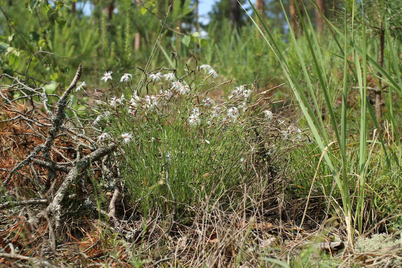 Image of Dianthus borussicus specimen.
