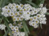 Anaphalis margaritacea. Соцветия. Московская обл., ГО Подольск, мкр-н Климовск, клумба. 28.08.2025.