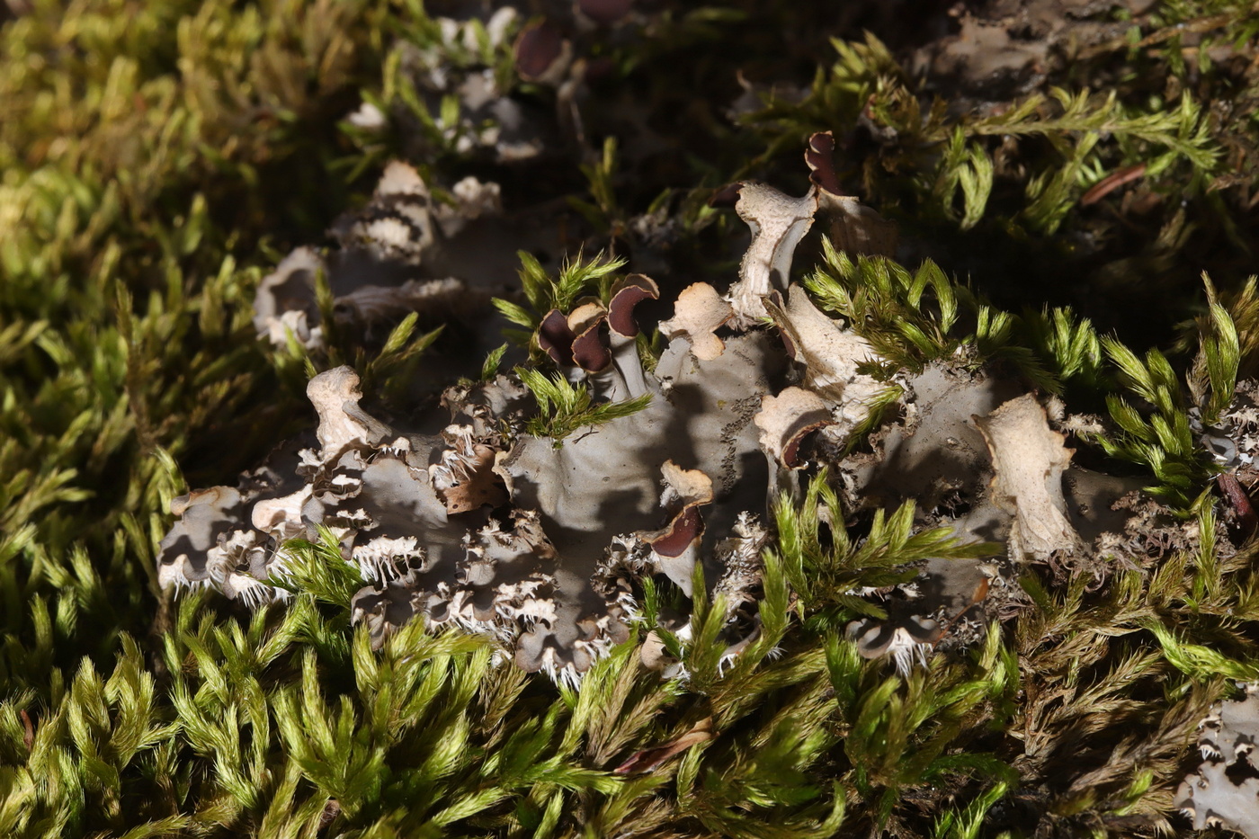 Image of Peltigera horizontalis specimen.