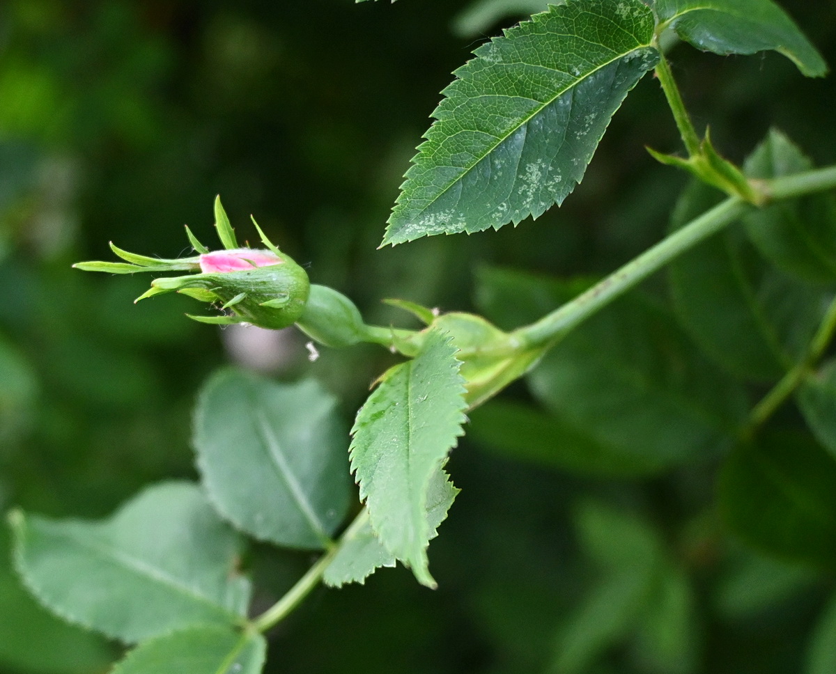 Изображение особи род Rosa.