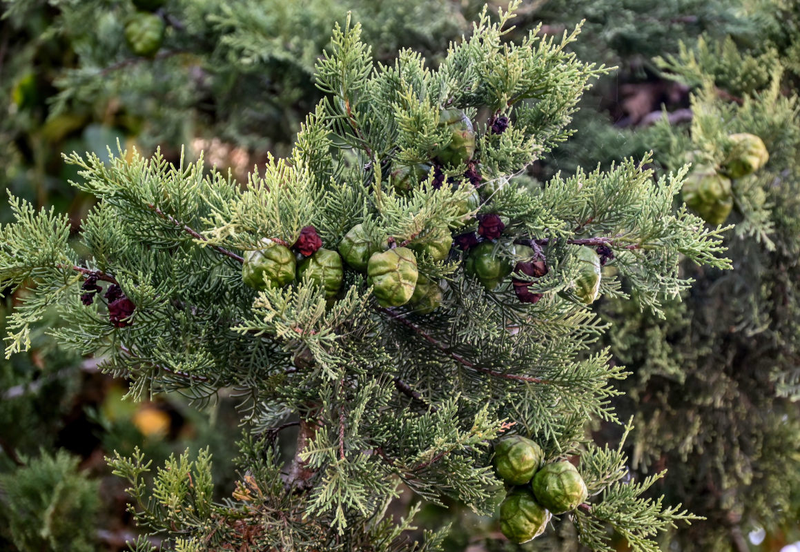 Image of Cupressus sempervirens specimen.