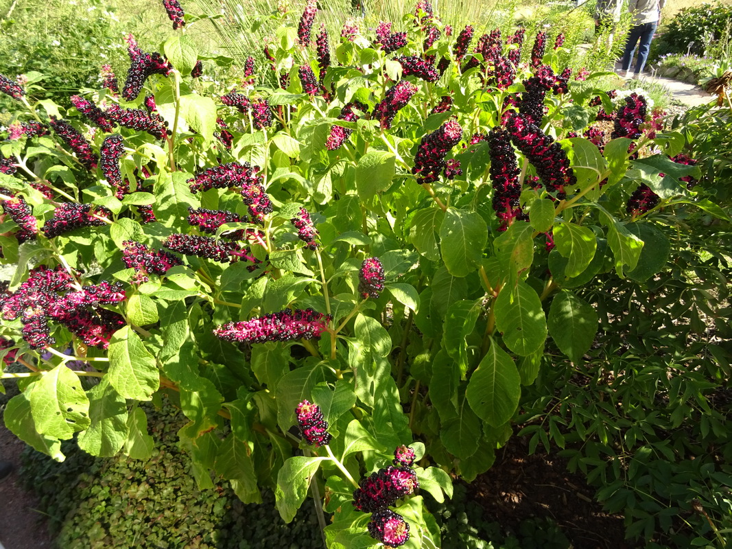 Image of Phytolacca acinosa specimen.