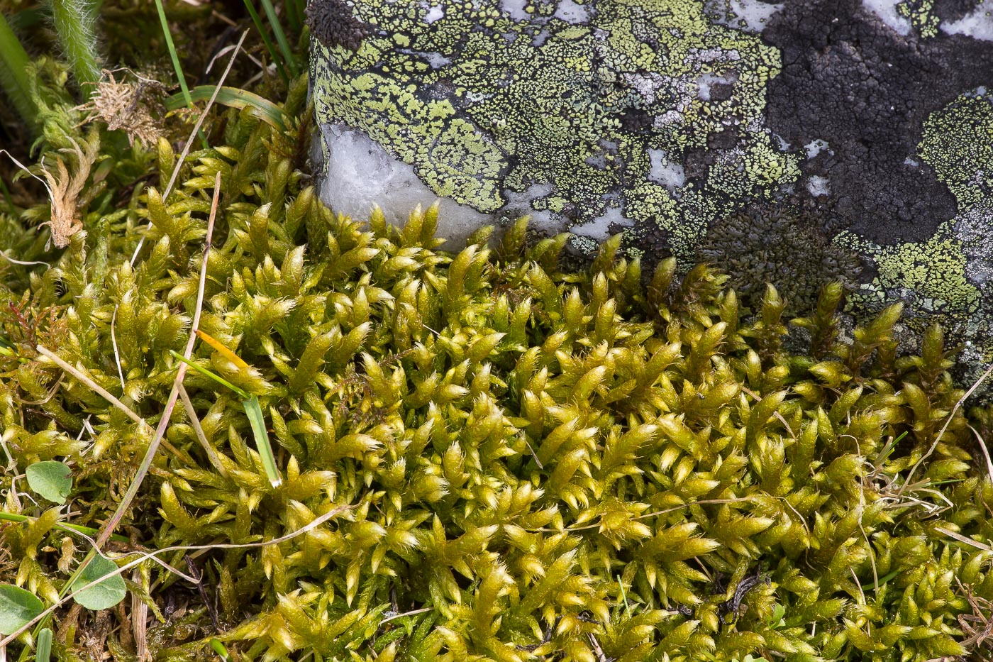 Изображение особи Rhytidium rugosum.