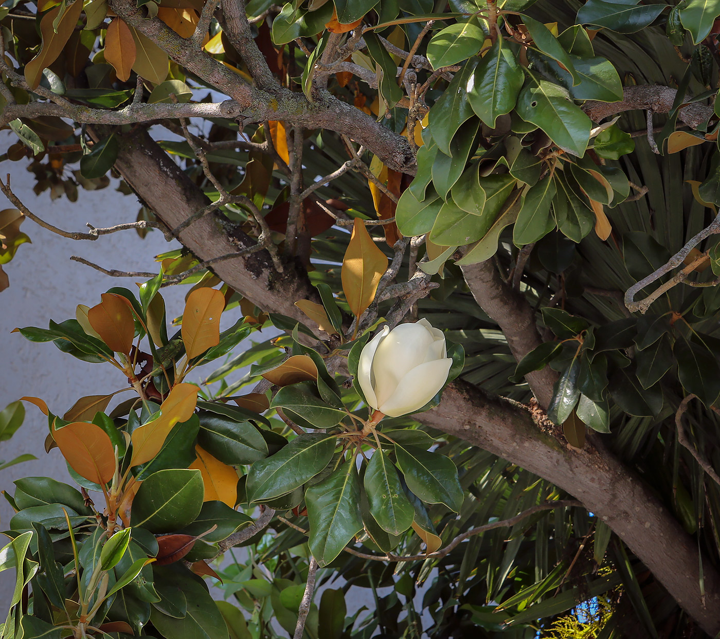 Изображение особи Magnolia grandiflora.
