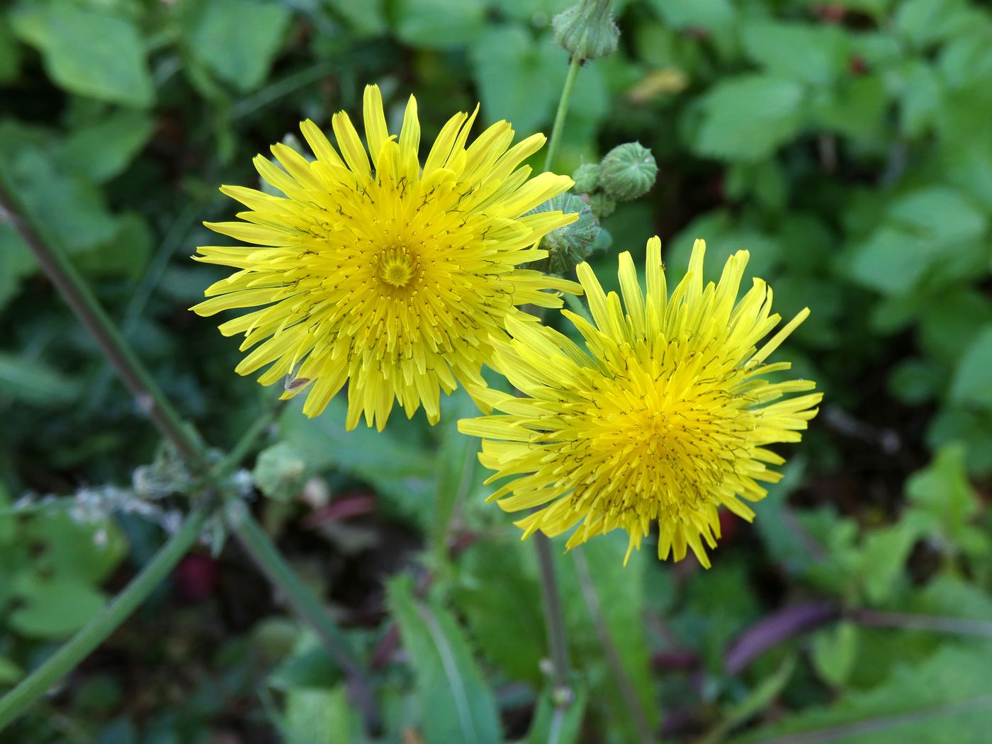 Изображение особи Sonchus oleraceus.