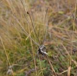 Изображение особи. Автор - Александр Лебедев