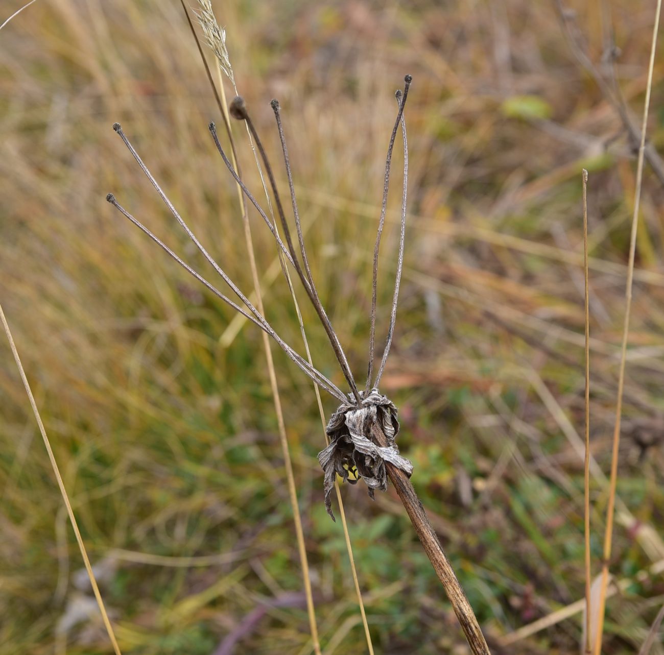 Изображение особи Anemonastrum fasciculatum.