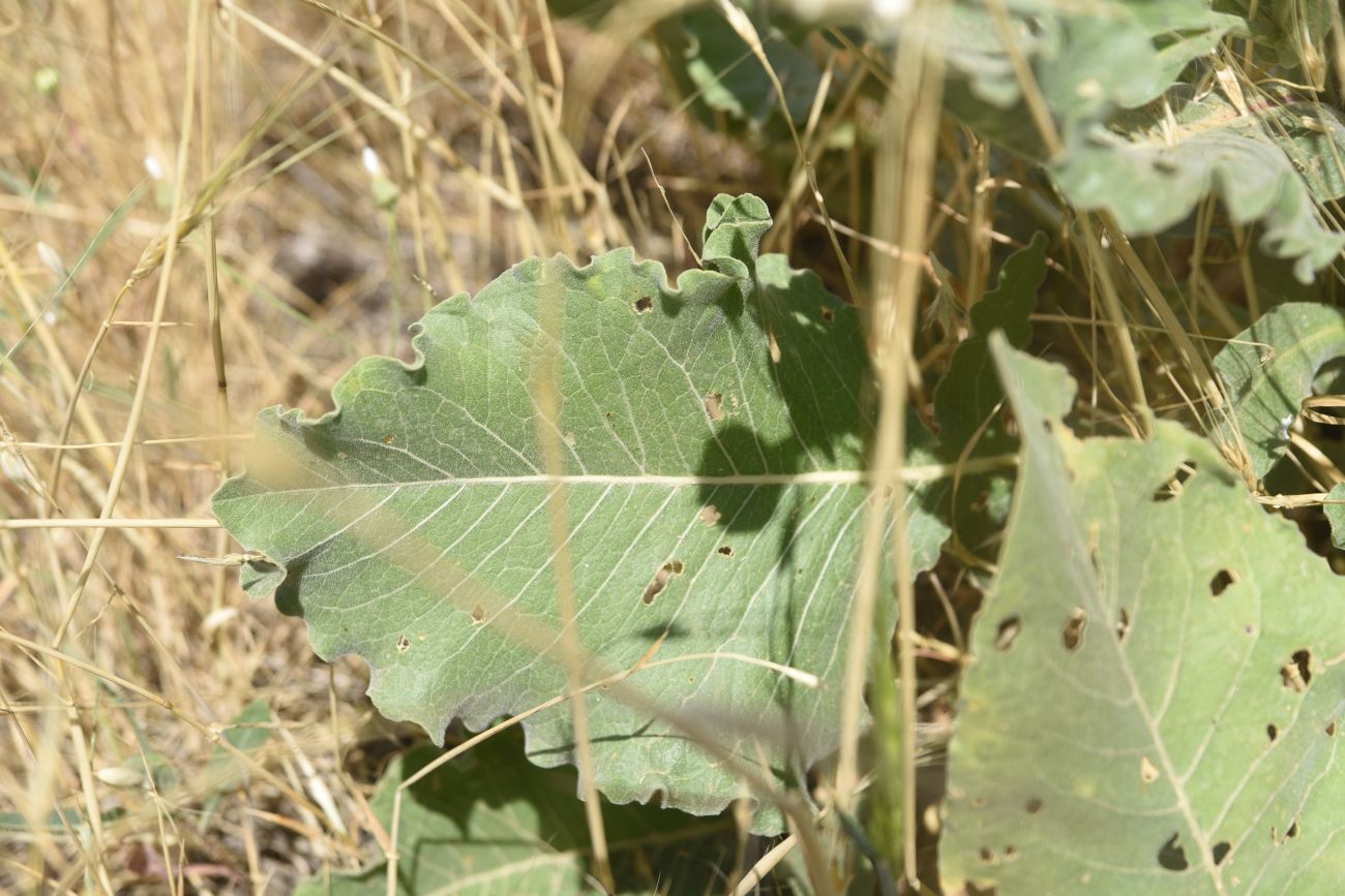 Image of Centaurea kurdica specimen.