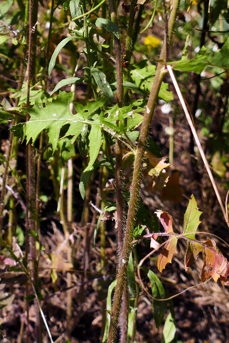 Image of Sisymbrium loeselii specimen.