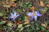 Crocus speciosus. Цветки. Крым, Южный берег, гора Парагельмен, лиственный лес 20.10.2025.