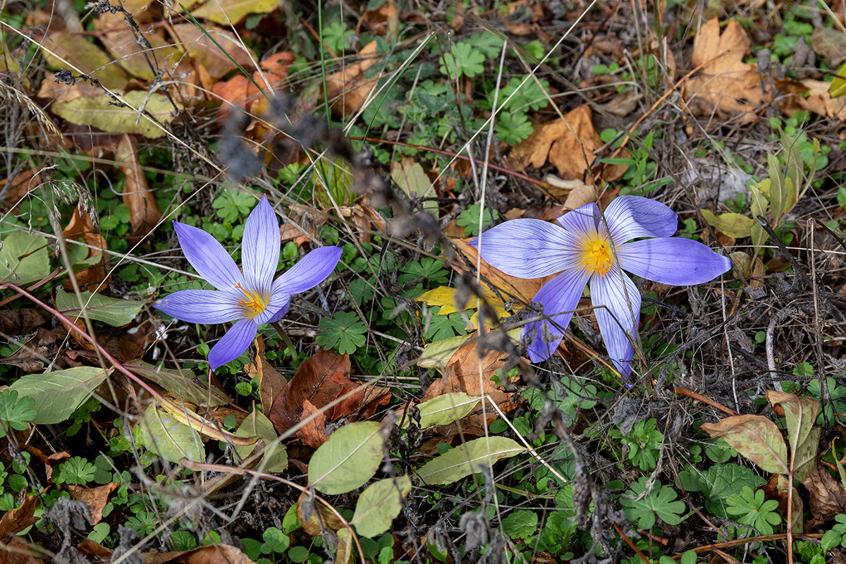 Изображение особи Crocus speciosus.