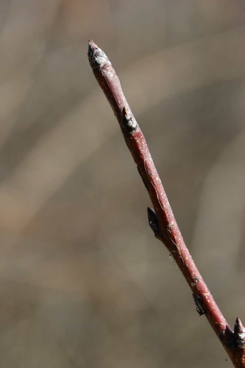 Изображение особи Pyrus pyraster.