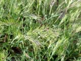 Poa bulbosa subspecies vivipara. Соцветия с проросшими луковичками. ЛНР, г. Северодонецк, сквер. 10.04.2026.