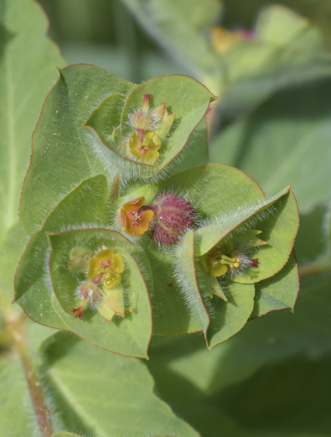 Image of Euphorbia hirsuta specimen.