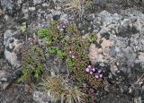 род Thymus. Цветущие растения. Карелия, г. Петрозаводск, территория \"Чёртов Стул\", в расщелине скального плато. 07.06.2026.