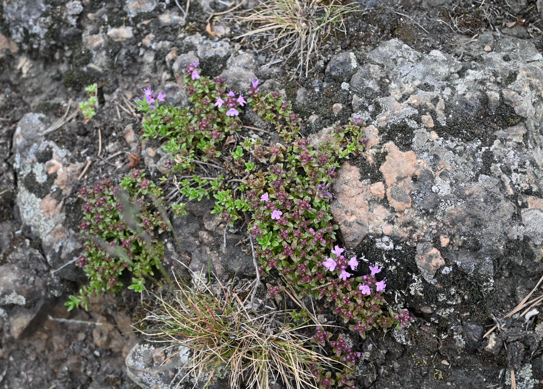 Image of genus Thymus specimen.