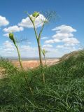 Ferula songarica. Верхушка растения с цветоносными побегами. Восточный Казахстан, Зайсанская котловина, ур. Кеин-Кериш, склон сев. экспозиции, пестроцветы. 13 мая 2026 г.
