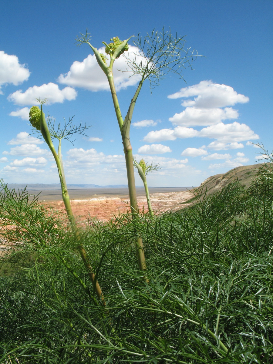Изображение особи Ferula songarica.