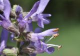 Salvia nutans