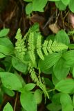 Gymnocarpium dryopteris