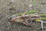 unknown species. Нижняя часть сорванного растения. Грузия, край Самцхе-Джавахети, Ахалцихский муниципалитет, левый борт р. Цинубанисцкали, 1,8 км выше по течению от горячего источника Цинубани, гребень небольшого отрога, выс. 1140 м н.у.м., луг. 9 июня 2026 г.