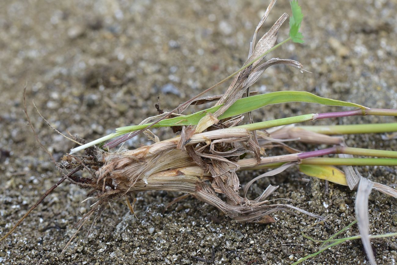 Image of Unknown species specimen.