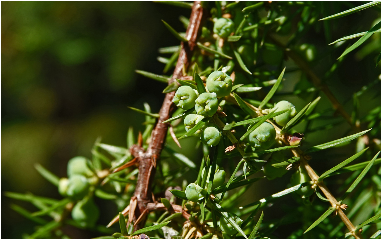 Изображение особи Juniperus communis.