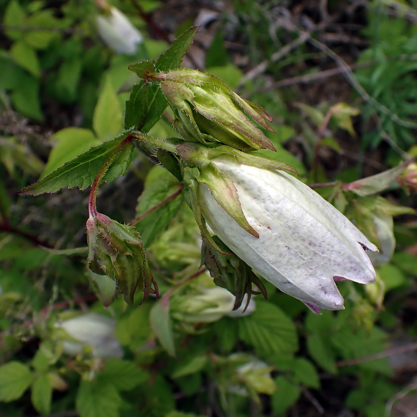 Image of Campanula punctata specimen.