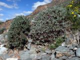 Oxytropis tragacanthoides