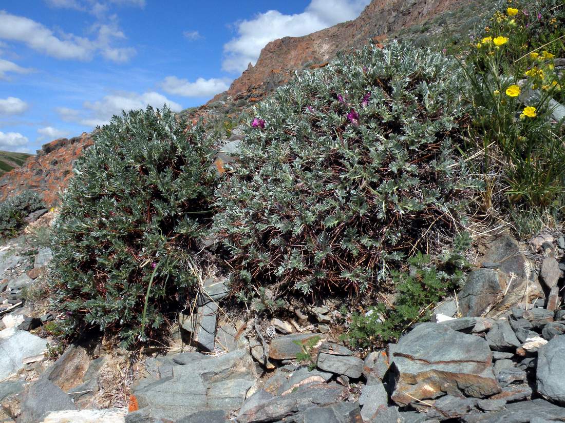 Изображение особи Oxytropis tragacanthoides.