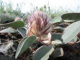 Hedysarum iliense. Цветущее растение. Казахстан, Жетысуская обл., Алакольский р-н; сев.-вост. макросклон Джунгарского Алатау, дол. р. Жаманты (левобережье притока Кызылтал), степная вершина сопки на щебнях. 8 мая 2026 г.