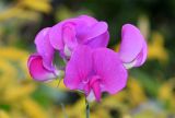 Lathyrus latifolius