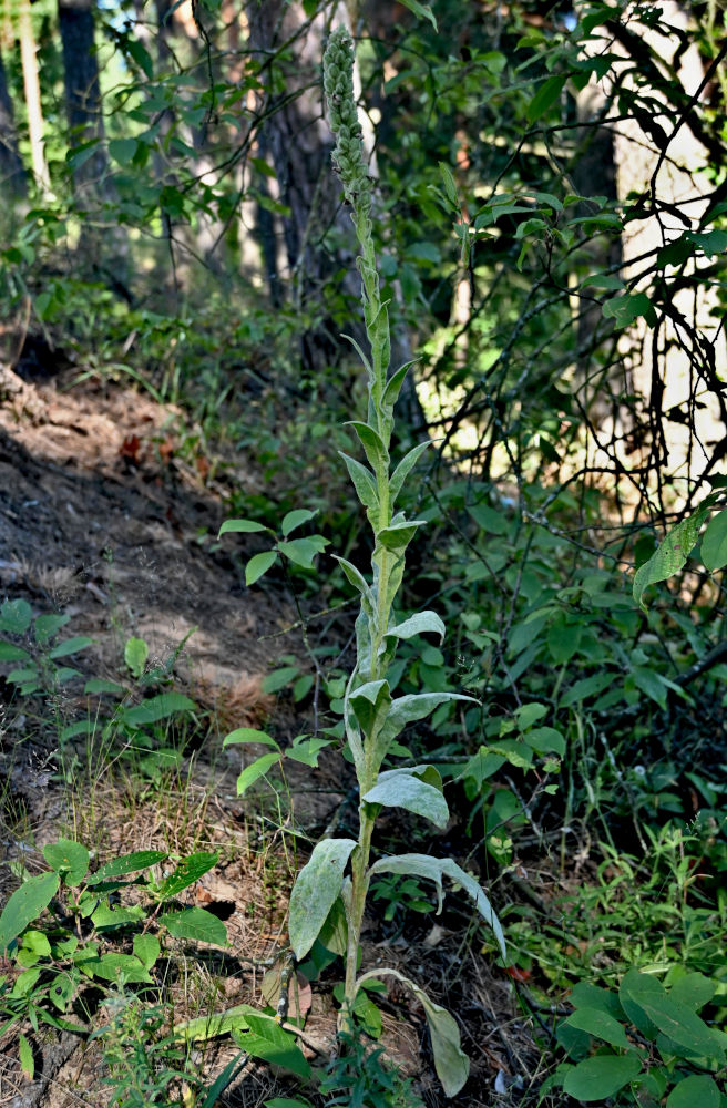 Изображение особи Verbascum thapsus.