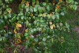 Camellia japonica. Листья. Краснодарский край, г. Сочи, парк \"Дендрарий\". 17.08.2026.